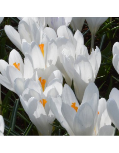 Crocus Jeanne d'Arc sachet de 25 bulbes Crocus Jeanne d'Arc sachet de 25 bulbes