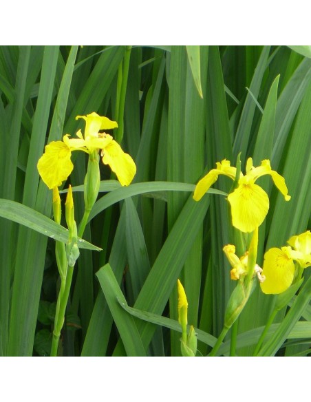 Iris des marais