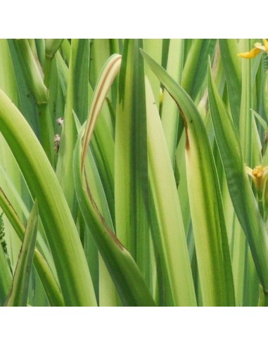 Iris des marais à feuillage panaché