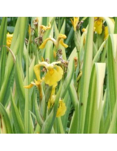 Iris des marais à feuillage panaché