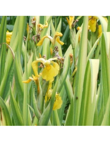 Iris des marais à feuillage panaché
