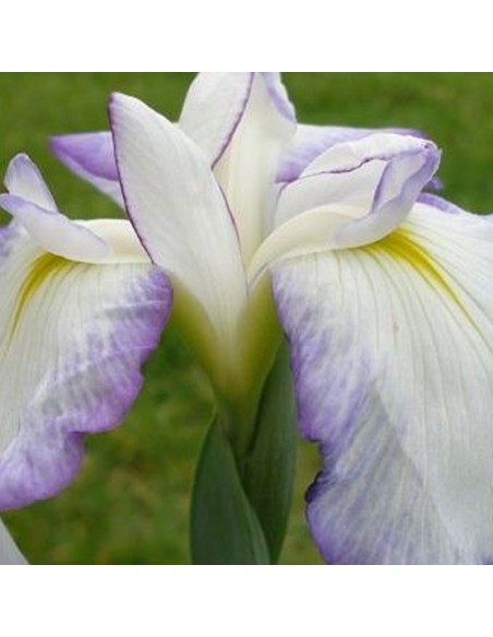 Iris japonais Activity