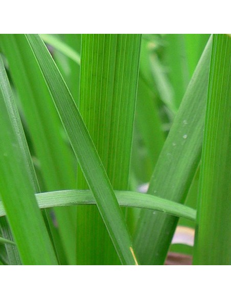 Iris japonais Activity