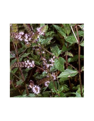 Menthe poivrée noire Menthe poivrée noire