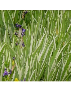 Iris japonais à feuillage panaché 2