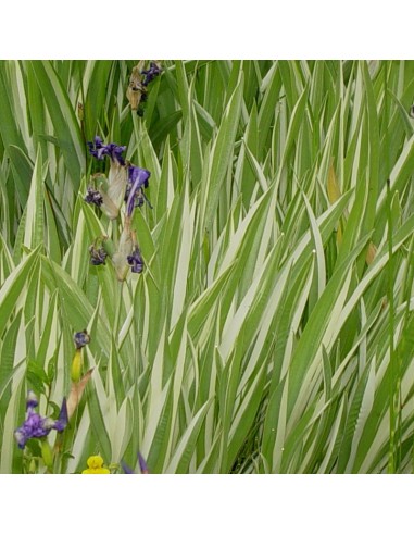 Iris japonais à feuillage panaché