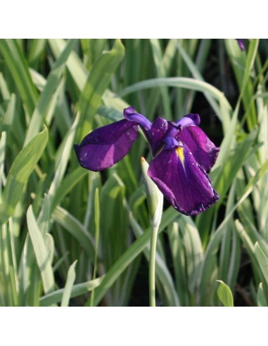 Iris japonais à feuillage panaché
