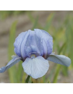 Iris nain Blue denim