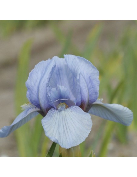 Iris nain Blue denim