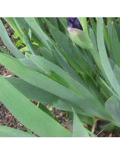 Iris nain Blue denim 2