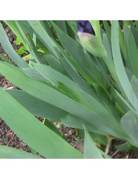 Iris nain Blue denim