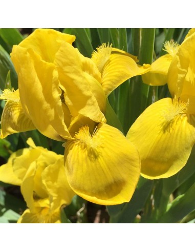 Iris nain Brassie