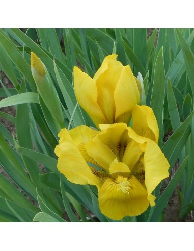 Iris nain Brassie