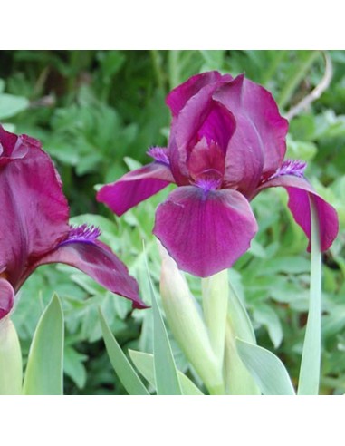 Iris nain Cherry garden