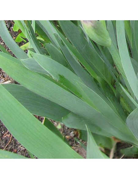 Iris nain Cherry garden