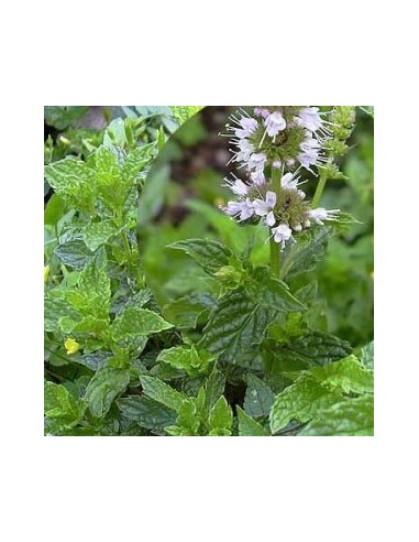 Menthe crépue Menthe crépue