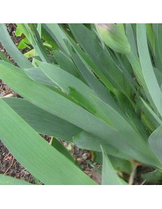 Iris nain Green spot 2