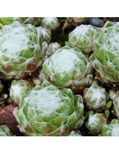 Joubarbe "toile d'araignée"