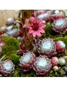 Joubarbe "toile d'araignée" 2