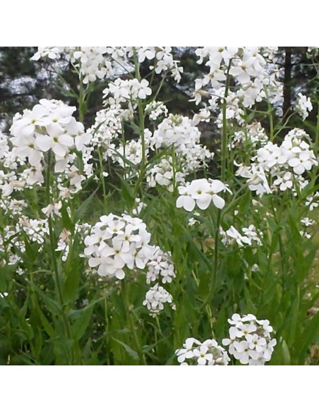 Julienne des jardins blanche