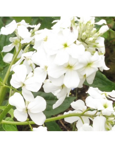 Julienne des jardins blanche