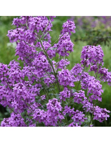 Julienne des jardins mauve