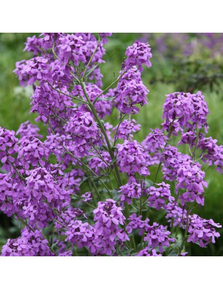 Julienne des jardins mauve