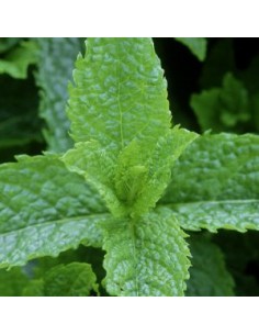 Menthe Marocaine