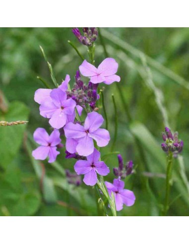 Julienne des jardins mauve