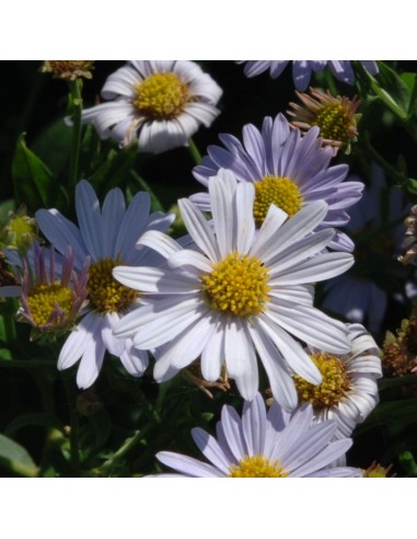 Kalimeris incisa Blue star