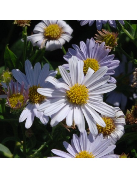 Kalimeris incisa Blue star