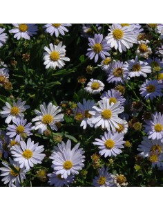 Kalimeris incisa Blue star