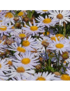 Kalimeris incisa madiva