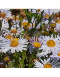 Kalimeris incisa madiva 2