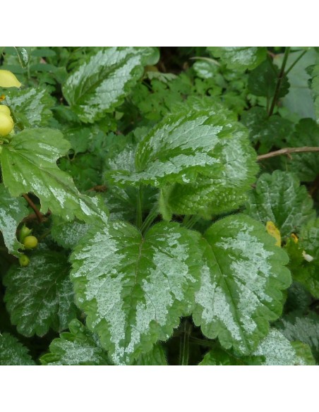 Lamier jaune à feuillage panaché