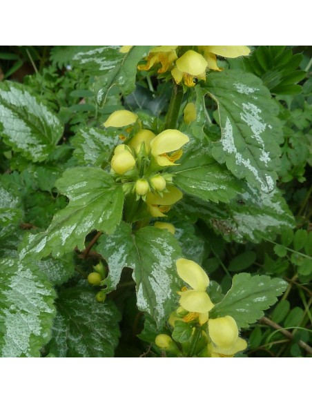Lamier jaune à feuillage panaché