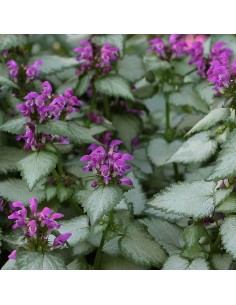 Lamier tacheté "Beacon silver"