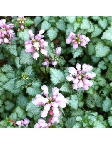 Lamier tacheté Pink pewter