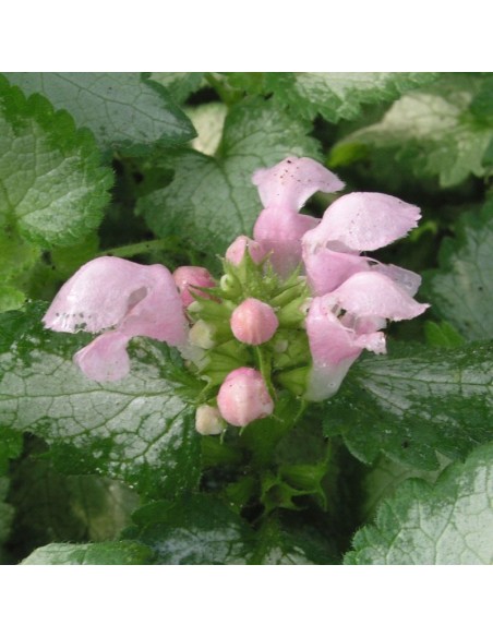 Lamier tacheté Pink pewter