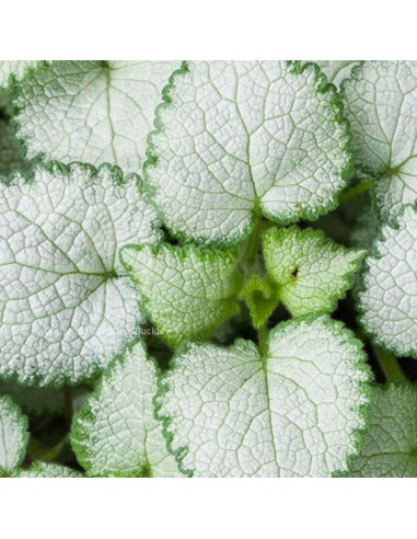 Lamier tacheté White Nancy