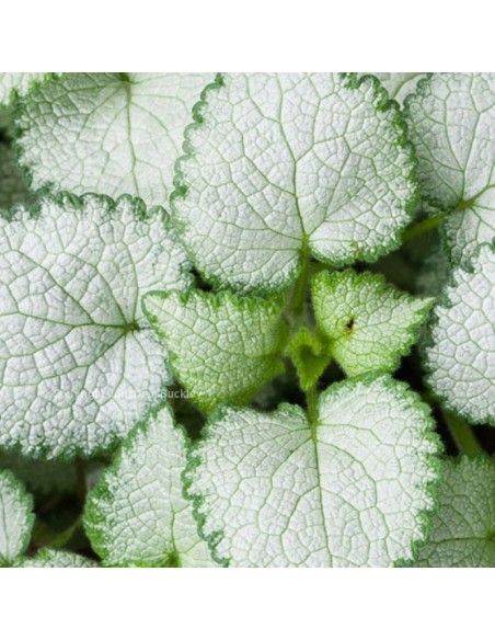 Lamier tacheté White Nancy