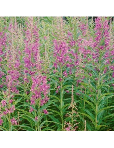 Epilobe - laurier de Saint Antoine 2