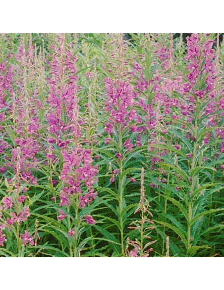 Epilobe - laurier de Saint Antoine