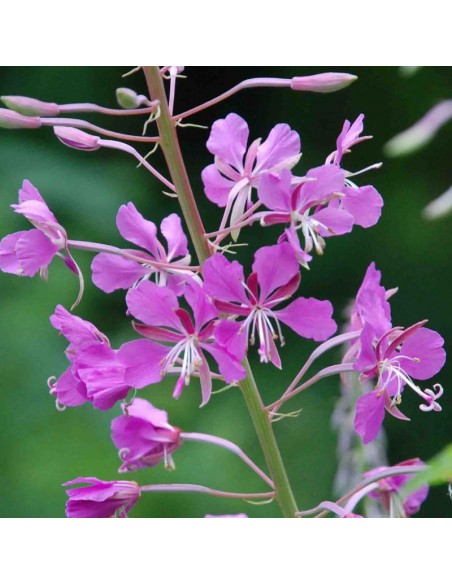 Epilobe - laurier de Saint Antoine