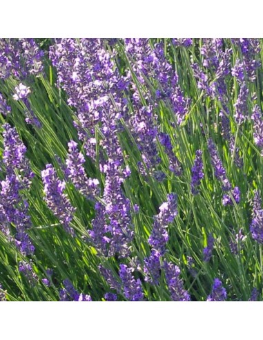 Lavandin de Provence Grosso