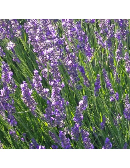 Lavandin de Provence Grosso