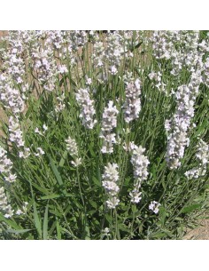 Lavande arbustive Edelweiss 2