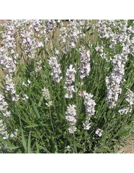 Lavande arbustive Edelweiss