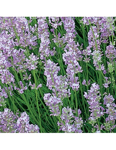 Lavande arbustive Rosea