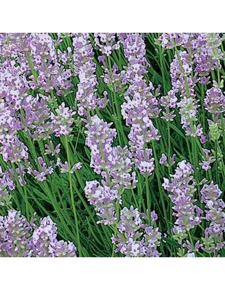 Lavande arbustive Rosea